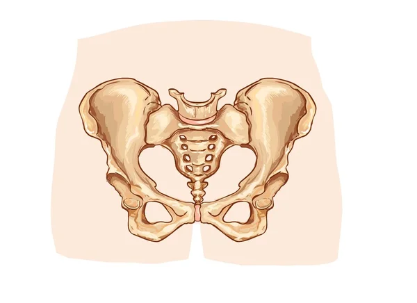 Schema della cintura pelvica etichettato — Vettoriale Stock