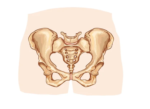 Diagram of the pelvic girdle labeled — Stock Vector