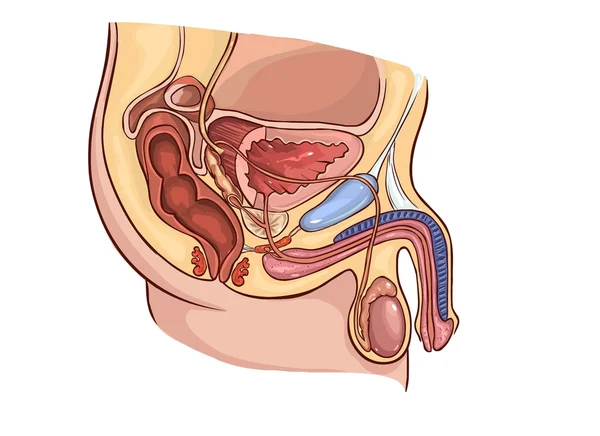 Órgano reproductor masculino — Vector de stock