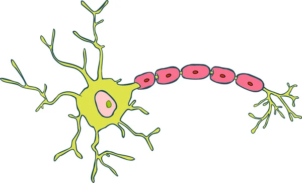 Anatomy of a typical human neuron — Stock Vector