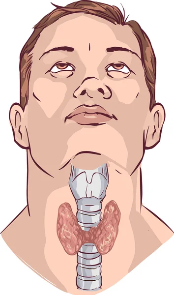 벡터 상선 및 후 두 — 스톡 벡터