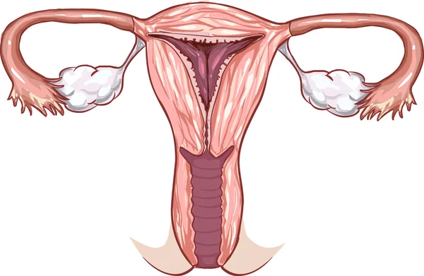 Órganos reproductores femeninos — Vector de stock