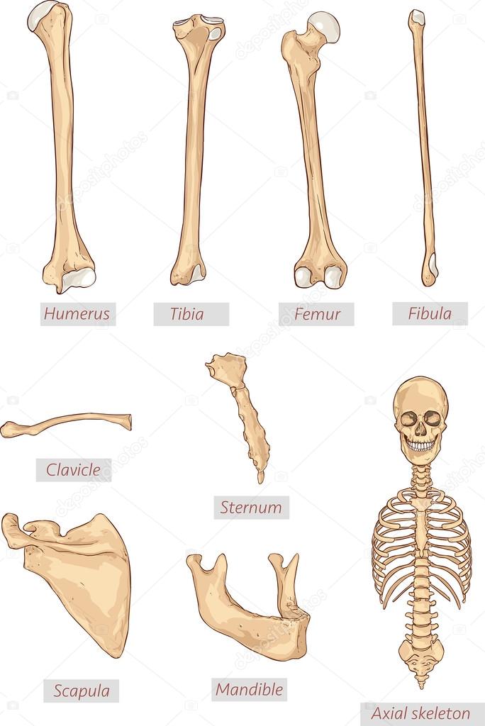 humerus,tibia,femur,fibula,clavicle,sternum,scapula,mandible,axial skeleton detailed medical illustrations .Latin medical terms. Isolated on a white background.
