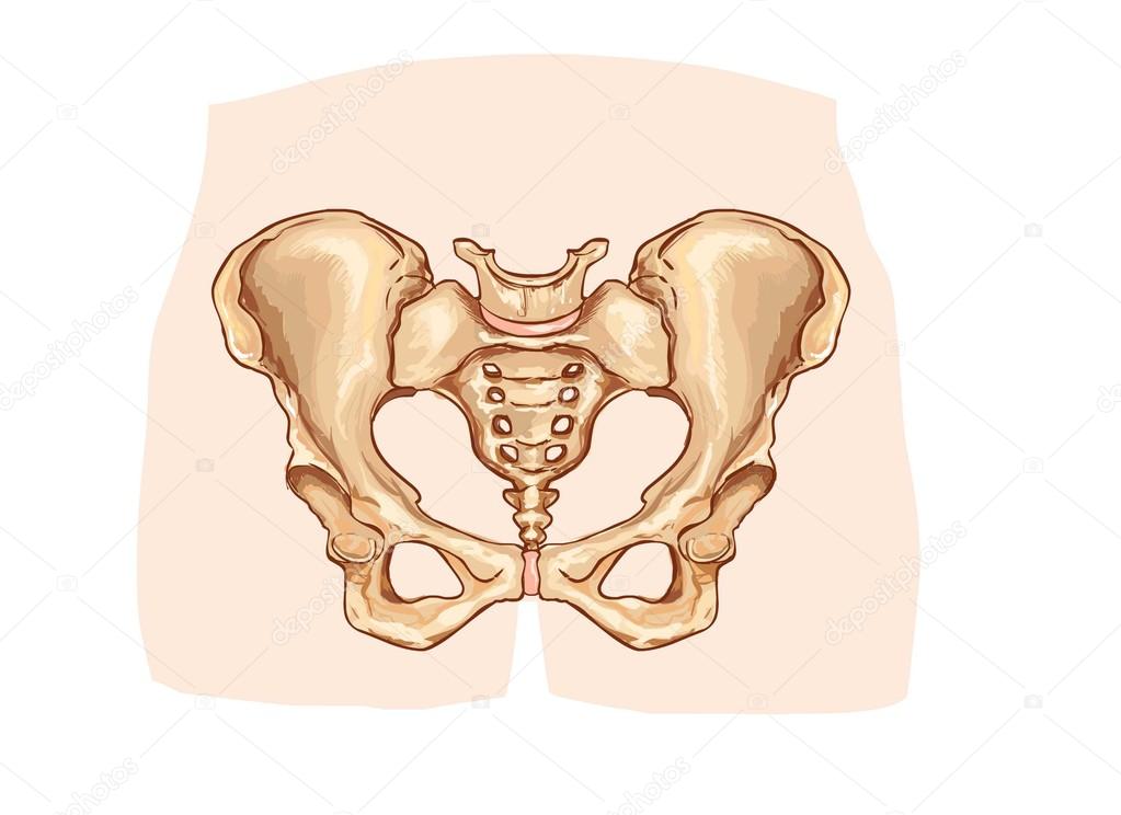 Diagrama da cintura pélvica rotulada imagem vetorial de