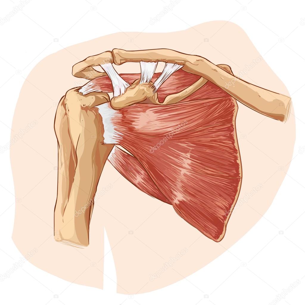 vector illustration of a shoulder anatomy