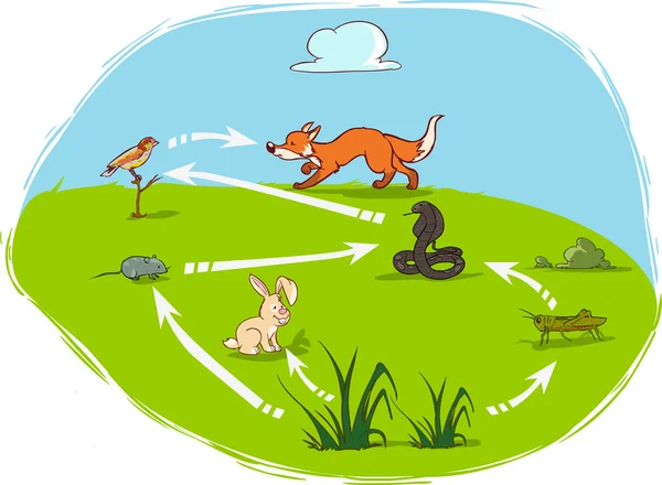 Ilustração vetorial de um diagrama do ecossistema —  Vetores de Stock