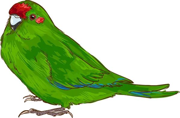 A vector white  background parrot — Stock Vector