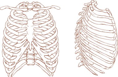 Göğüs kafesi illüstrasyon