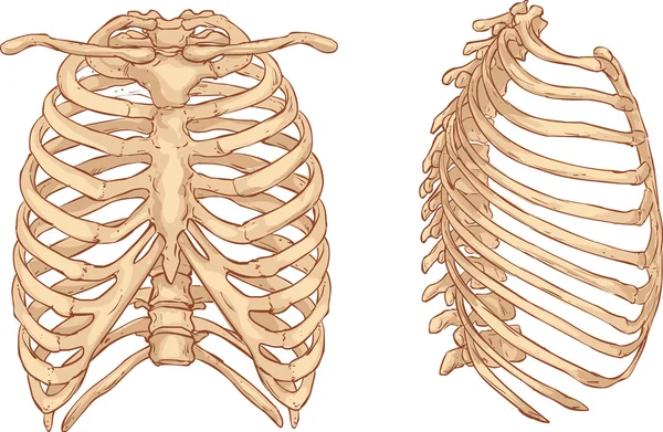 Illustration de cage thoracique — Image vectorielle