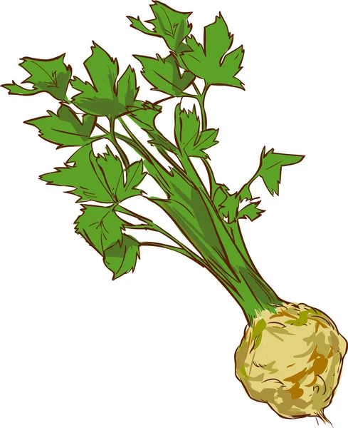 Vit bakgrund vektor illustration av en hälsosam grönsak cele — Stock vektor