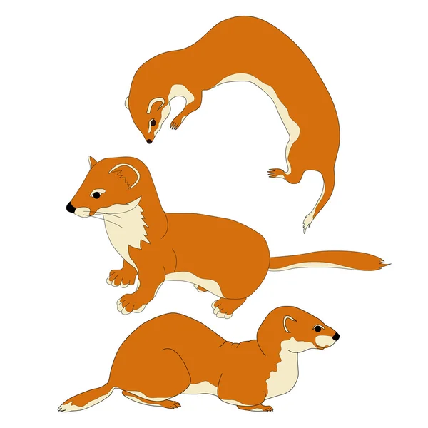 Wild  weasel vector illustration — Stock Vector