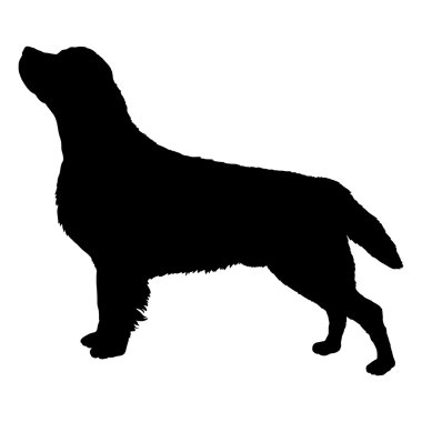 Labrador köpeği siyah