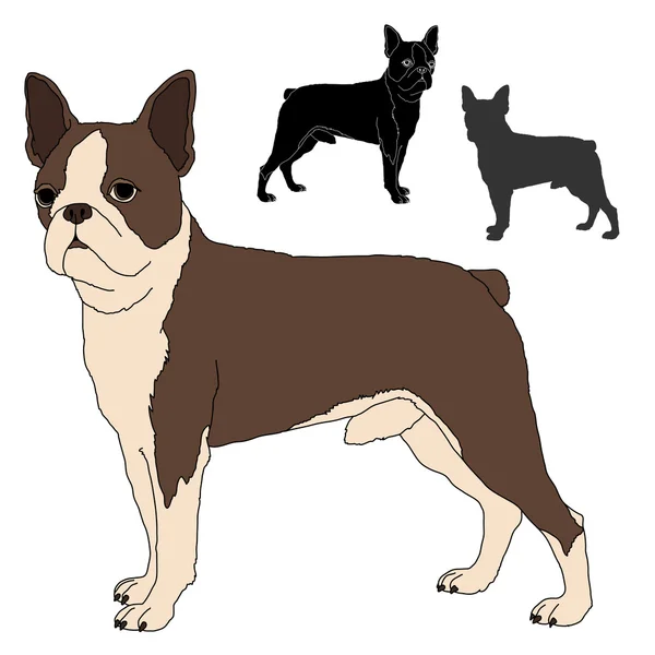 Boston Terrier Vektor Illustrationsset — Stockvektor