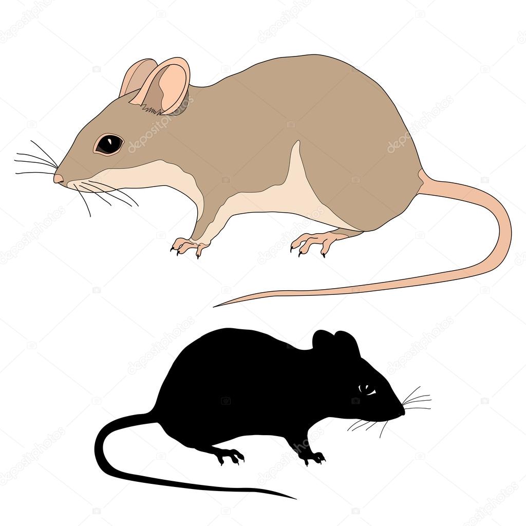 Rat realistic black silhouette isolated vector illustration