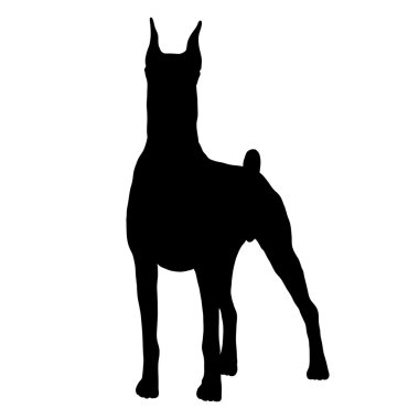 Doberman köpek izole