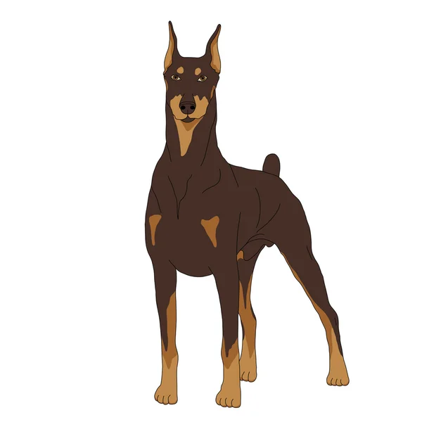 Doberman cão isolado realista — Vetor de Stock