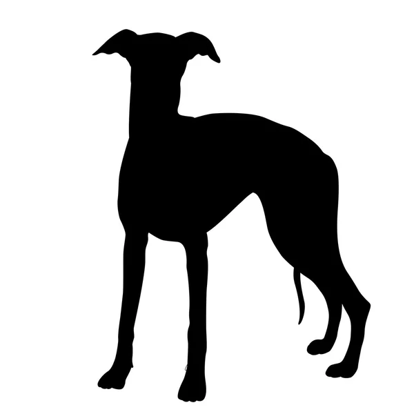 Whippet hond zwart silhouet — Stockvector