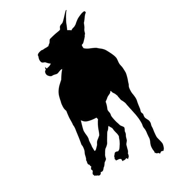 Doberman lopen zwarte silhouet — Stockvector