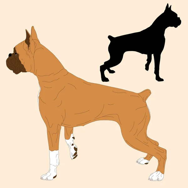 Boxer kutya fekete sziluettje reális — Stock Vector