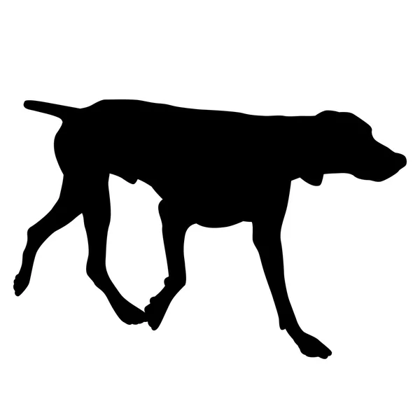 Aanwijzer hond zwart silhouet — Stockvector