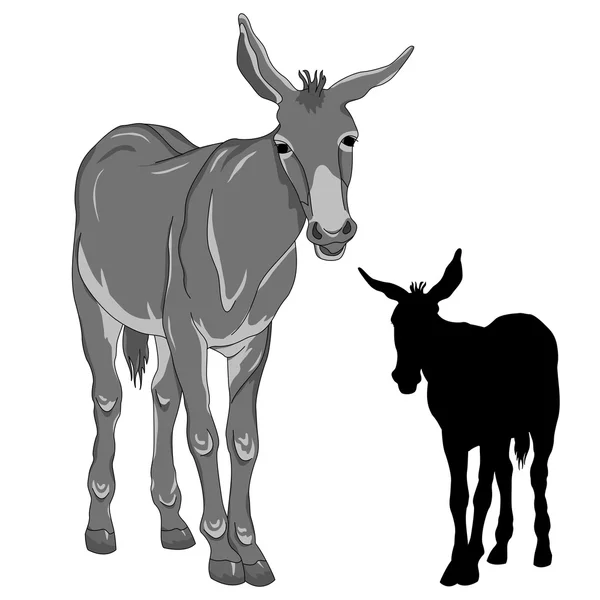 Burro negro silueta realista gris — Vector de stock