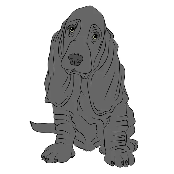 Bassetthund Welpe realistisch — Stockvektor