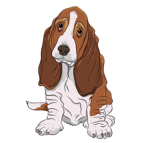 Basset hound cucciolo realistico — Vettoriale Stock