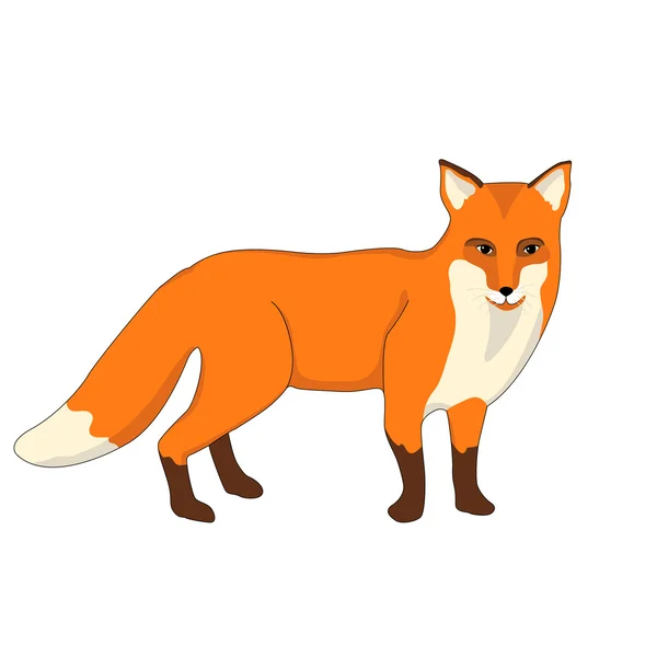 Illustration vectorielle rouge réaliste Fox adulte — Image vectorielle