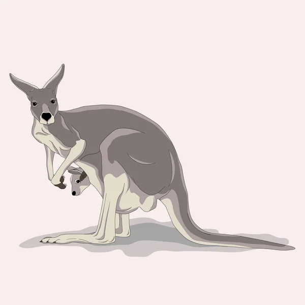 Kangaroo with baby — Stock Vector