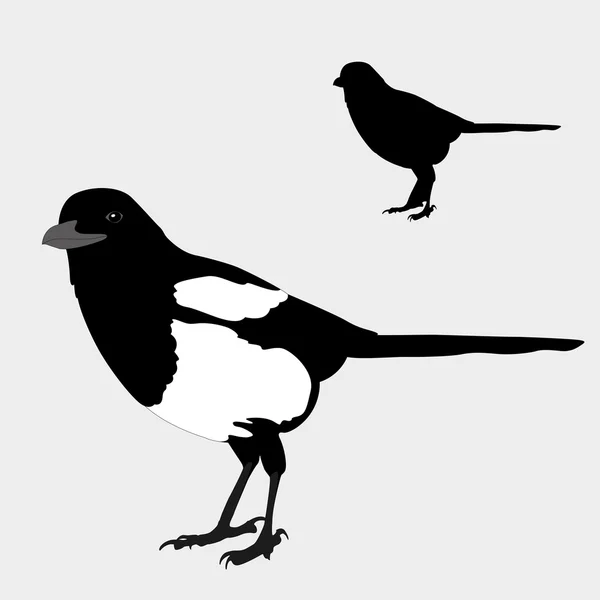 Gazza realistica uccello silhouette nero — Vettoriale Stock