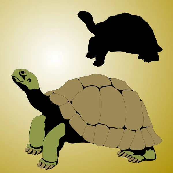 Old tortoise realistic — Stock Vector