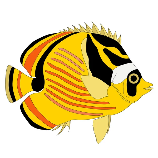 Peixe-borboleta-guaxinim — Vetor de Stock