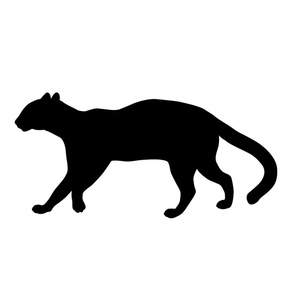 豹猫成人配置文件黑色剪影 — 图库矢量图片