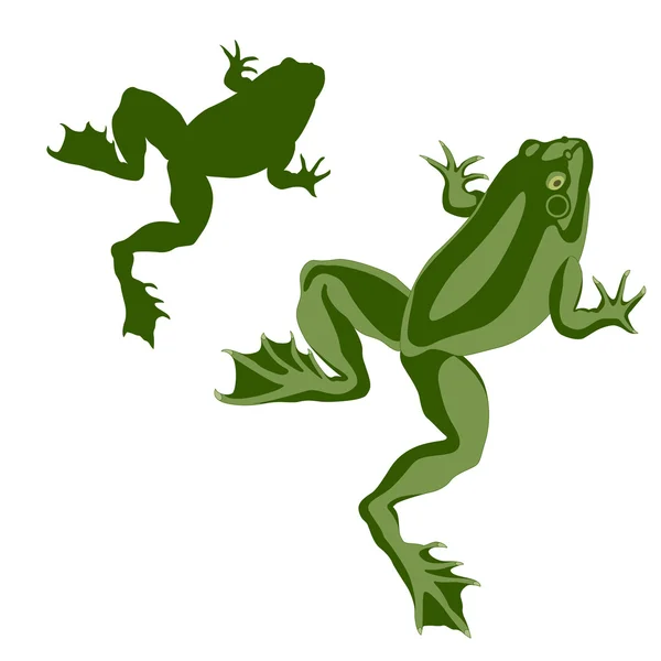 Amphibian frog green color realistic set — Stock Vector