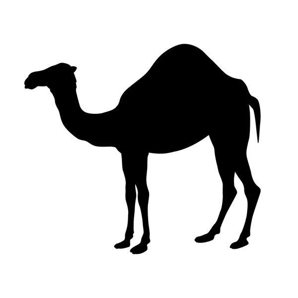 Camel Silhouette vector ilustración — Vector de stock