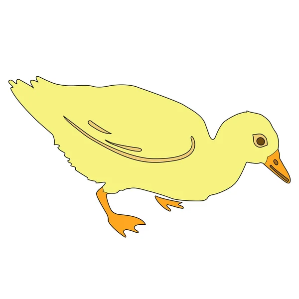 Duckling vector illustration — Stock Vector