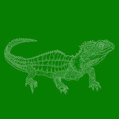 Tuatara kertenkele beyaz siluet