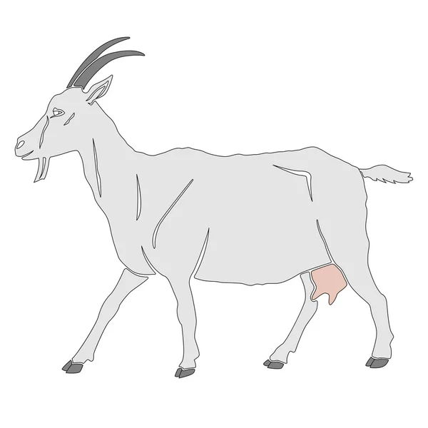 Белая коза изолирована — стоковый вектор