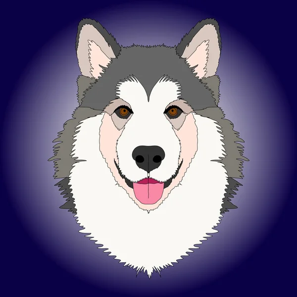 Malamute wajah anjing - Stok Vektor