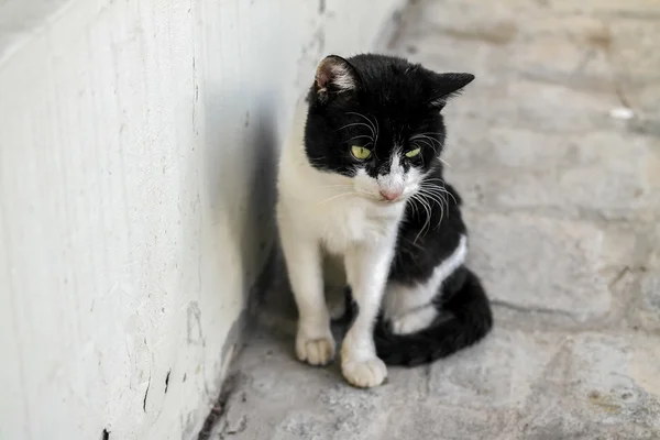 Katt i Istanbul. Svart och vit katt. — Stockfoto