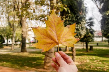 Sonbahar akçaağaç yaprağı. Zaman Park