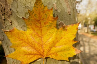 Sonbahar akçaağaç yaprağı. Zaman Park
