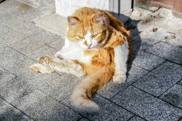 Gatto arrabbiato a Istanbul. Gatto rossiccio a Istanbul . — Foto Stock