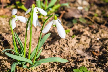 Ormandaki ilk bahar kardelen çiçekleri. 