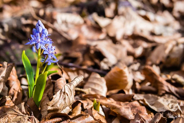 Scilla siberica. Siberian squill. Wood squill. — Stock Photo, Image