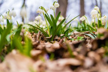Göl vernum. Ormanda bahar kar taneleri