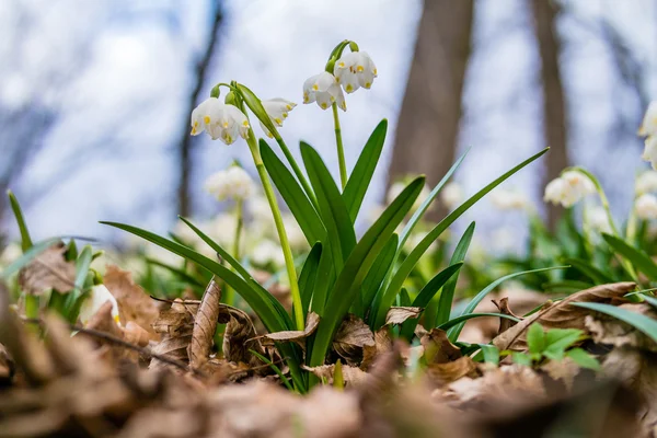 Leucojum vernum. Flocos de neve de primavera na floresta — Fotografia de Stock