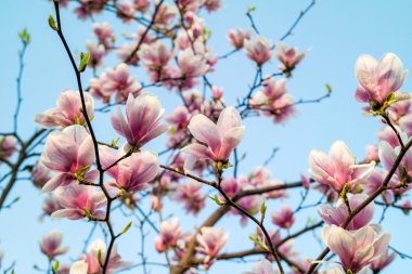 Mavi gökyüzü çiçeği Manolya şube.