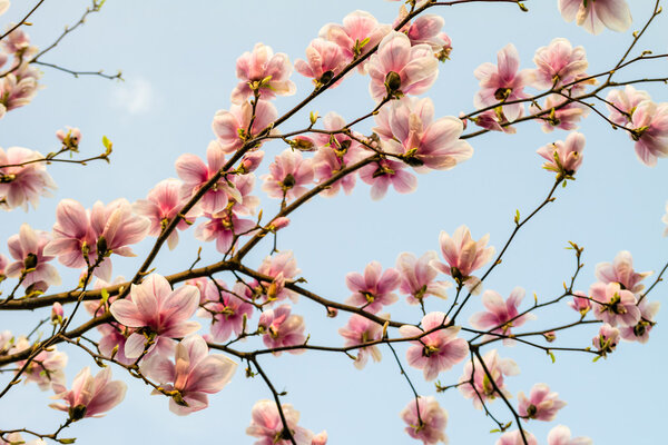 Blossom magnolia branch against blue sky.