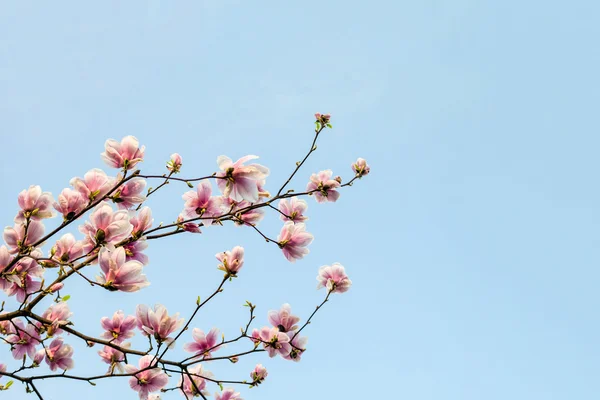 Blossom magnolia branch against blue sky. — Stock Photo, Image